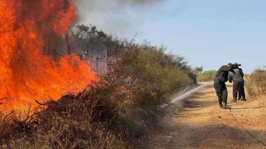 وزارة الفلاحة: تجنيد أكثر من 8900 عون وعامل لمكافحة حرائق الغابات