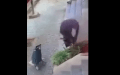 فيديو متداول لامرأة تقتلع شجيرة من جذورها يثير الاستياء.. وهكذا انقسمت الآراء