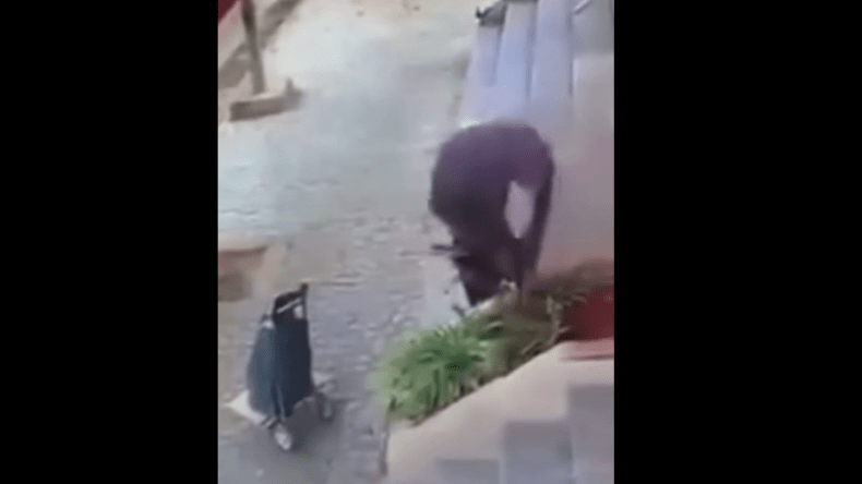 فيديو متداول لامرأة تقتلع شجيرة من جذورها يثير الاستياء.. وهكذا انقسمت الآراء