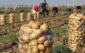 يوم تقني بميلة لتعزيز إنتاج البطاطس وتحسين المردودية