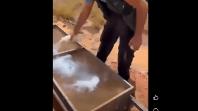 شكوى رسمية ضد شخص سكب مادة حمضية في مياه شرب الحيوانات