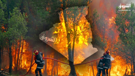 البنك الدولي: 75 ألف حريق غابات ضرب الجزائر خلال 37 عامًا