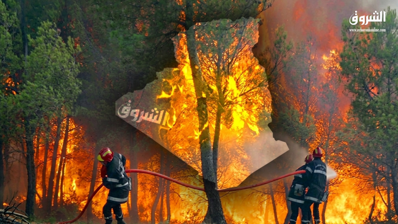 البنك الدولي: 75 ألف حريق غابات ضرب الجزائر خلال 37 عامًا