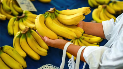 Banana Prices Capped at DZD 420 as 400 Tonnes Enter the Market