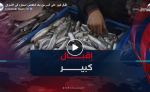 إقبال كبير على السردين بعد انخفاض اسعاره في الأسواق