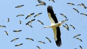 هذا الخريف ستهاجر اللقالق جنوباً… أمّا غزة فلا تستطيع