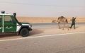 عبور الإبل والمواشي بالطرقات الصحراوية يتسبب في حوادث مرور مأساوية
