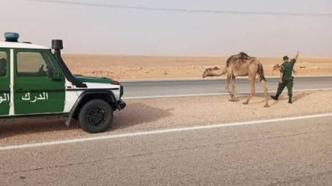عبور الإبل والمواشي بالطرقات الصحراوية يتسبب في حوادث مرور مأساوية