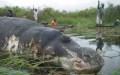 Zambie: une épidémie d’anthrax tue 46 hippopotames, 8 éléphants et 5 buffles