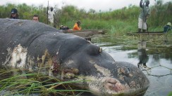 Zambie: une épidémie d’anthrax tue 46 hippopotames, 8 éléphants et 5 buffles