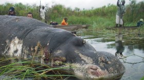 Zambie: une épidémie d’anthrax tue 46 hippopotames, 8 éléphants et 5 buffles