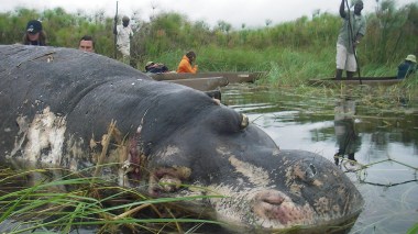 Zambie: une épidémie d’anthrax tue 46 hippopotames, 8 éléphants et 5 buffles
