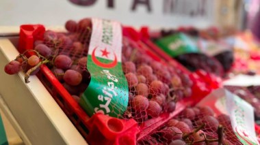 افتتاح معرض العنب بولاية بومرداس