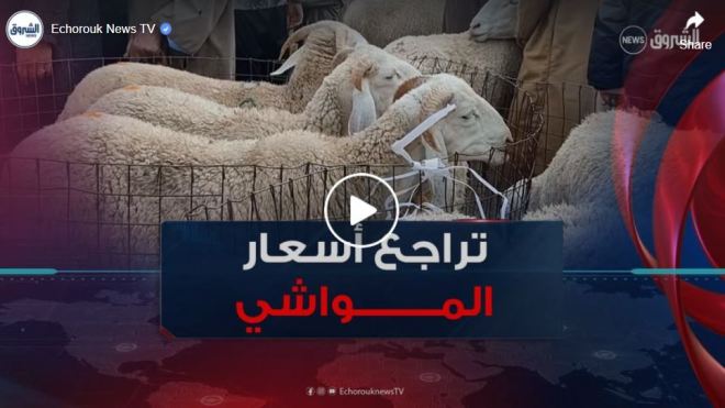 تراجع أسعار المواشي في أسواق ولاية الجلفة بأزيد من مليوني سنتيم