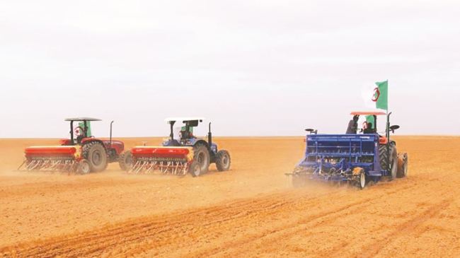 استهداف زراعة 2090 هكتار من البقول الجافة بسطيف