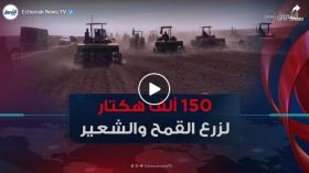 موسم الحرث والبذر.. 150 ألف هكتار لزرع القمح والشعير بولاية سطيف