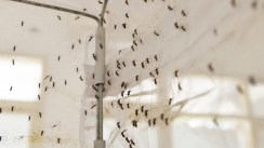 France: Le virus du Nil occidental fait un troisième mort
