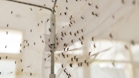 France: Le virus du Nil occidental fait un troisième mort