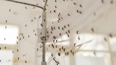 France: Le virus du Nil occidental fait un troisième mort