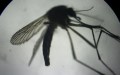Belgique: Deux décès et 14 cas confirmés liés au virus du Nil occidental
