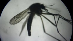 Belgique: Deux décès et 14 cas confirmés liés au virus du Nil occidental