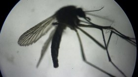 Belgique: Deux décès et 14 cas confirmés liés au virus du Nil occidental