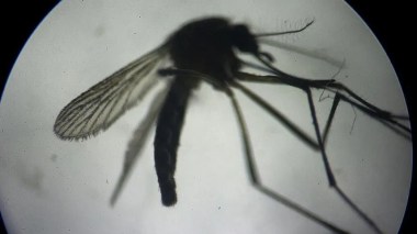 Belgique: Deux décès et 14 cas confirmés liés au virus du Nil occidental