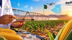 Bayer Targets 5,000 Hectares in Algeria’s Corn Seed Market