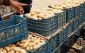 البطاطا.. تعليمة جديدة لتسقيف الأسعار
