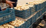 البطاطا.. تعليمة جديدة لتسقيف الأسعار