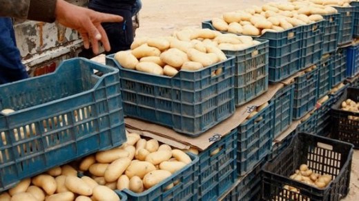 البطاطا.. تعليمة جديدة لتسقيف الأسعار