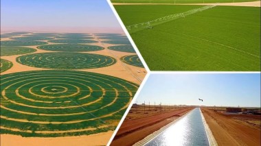 الجزائر تعزز أمنها الغذائي بالابتكار والبحث العلمي وتطوير الزراعات الاستراتيجية
