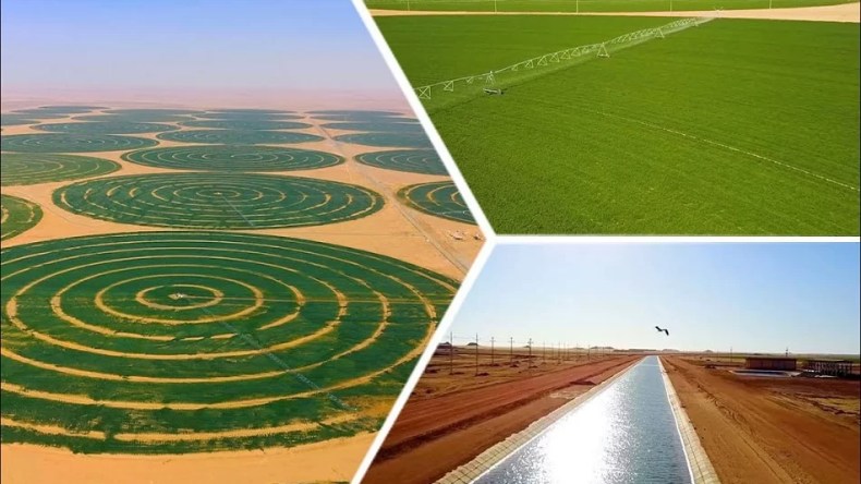 الجزائر تعزز أمنها الغذائي بالابتكار والبحث العلمي وتطوير الزراعات الاستراتيجية