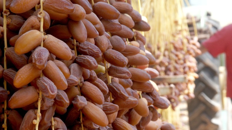 بسكرة تستعد لاحتضان المعرض الوطني للتمور نهاية أكتوبر