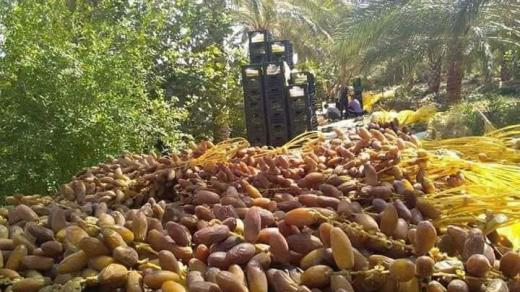 جني التمور ببسكرة… روح التضامن تقاوم العصرنة
