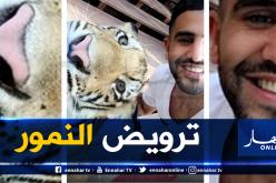 محرز يروض النمور قبل مواجهة البلوز !