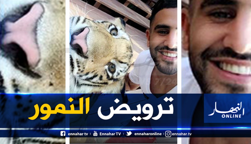 محرز يروض النمور قبل مواجهة البلوز !