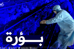 المنظمة العالمية لصحة الحيوان تحذر.. انتشار انفلونزا الطيور أتش5 إن 8 بالجزائر