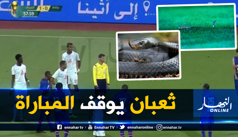 بالفيديو.. ثعبان يتسبب في توقيف مباراة بكأس ملك السعودية!