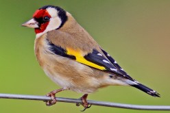 حجز قرابة1.300 طائر الحسون موجهة للتهريب  بتلمسان