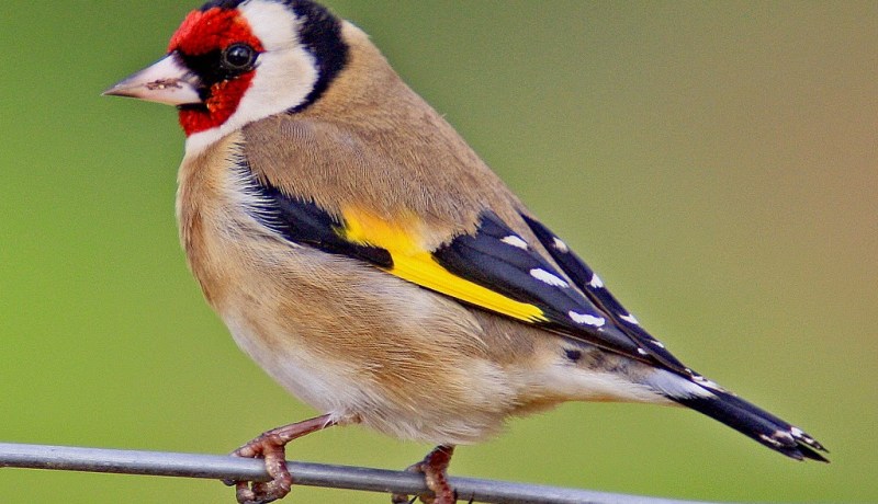 حجز قرابة1.300 طائر الحسون موجهة للتهريب  بتلمسان