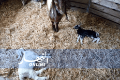 ولاية سكيكدة تغلق أسواق الماشية إحترازيا