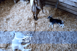 نفوق قرابة 100 رأس من الماشية بسبب الحمى القلاعية بالطارف