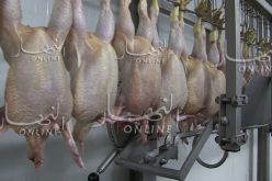 حجز 40 قنطار من اللحوم البيضاء بغليزان