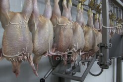 وزارة الفلاحة: 10 ولايات تضمن 70 بالمائة من الإنتاج الوطني للحوم البيضاء