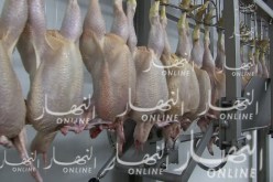 هذا هو المخطط الإستعجالي لتفادي انتشار داء التهاب الحنجرة للدّجاج خلال شهر رمضان
