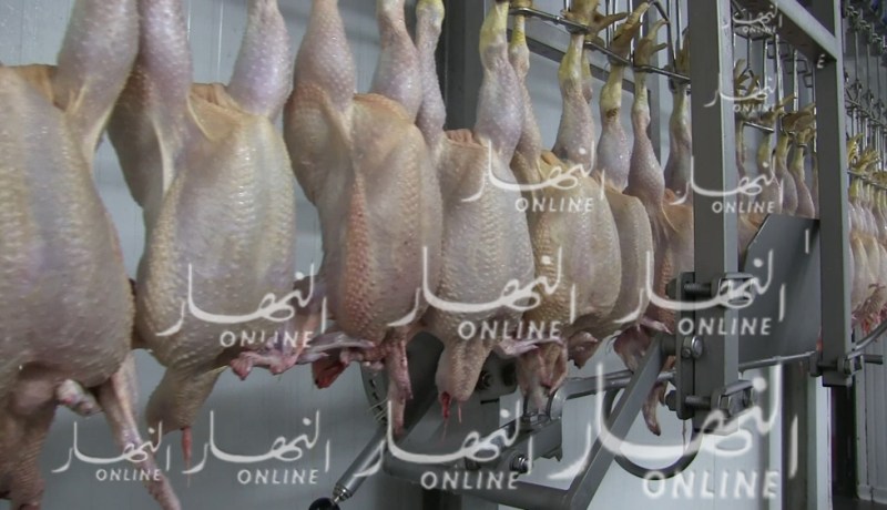 هذا هو المخطط الإستعجالي لتفادي انتشار داء التهاب الحنجرة للدّجاج خلال شهر رمضان