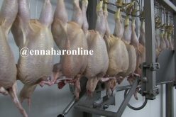 «100 % تعويضات لمربّي الدواجن عن الجيفة»