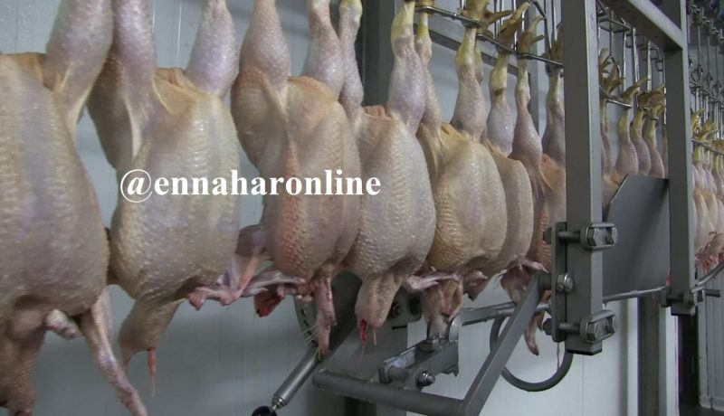 «100 % تعويضات لمربّي الدواجن عن الجيفة»