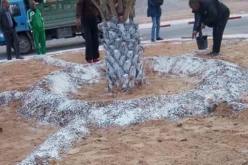 بالصور.. نخلة عملاقة تنمو في ظرف ساعة لاستقبال وزير في المسيلة